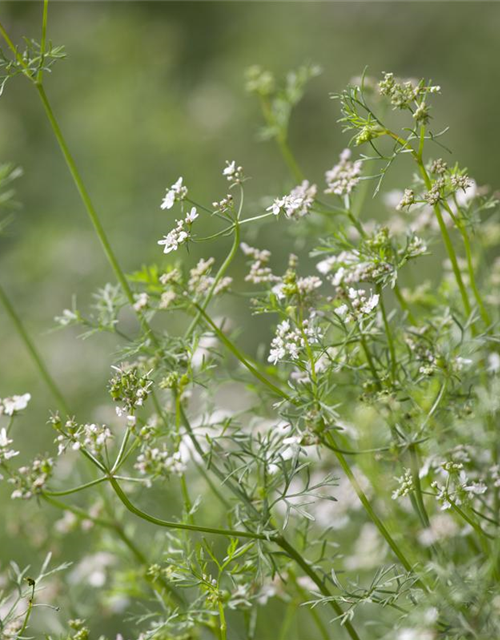 Coriandrum sativum Caribe