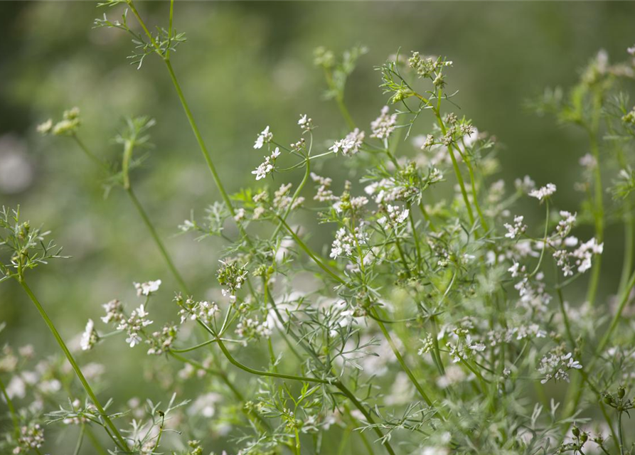 Coriandrum sativum Caribe