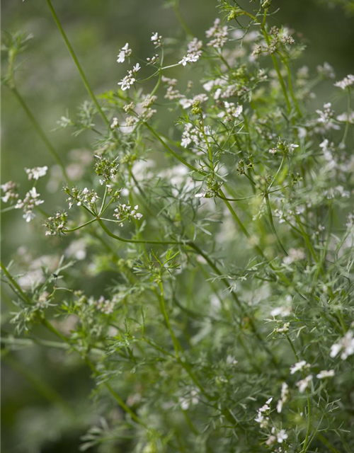 Coriandrum sativum Caribe