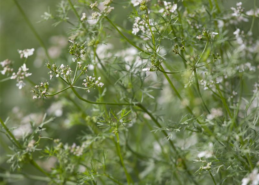 Coriandrum sativum Caribe