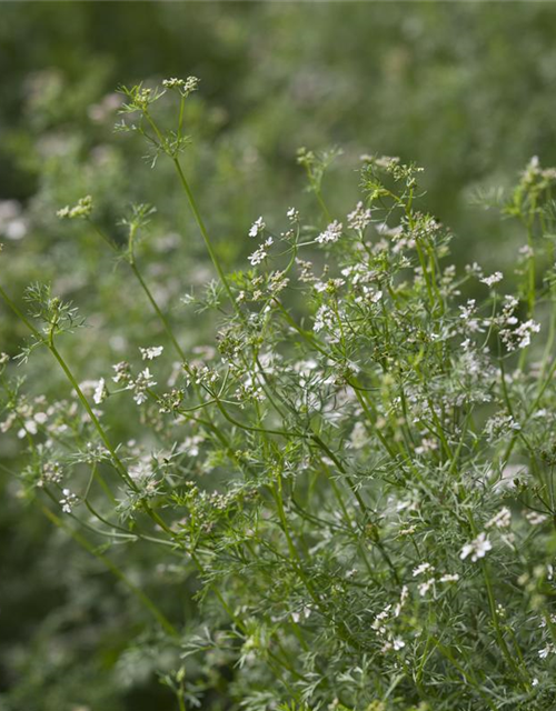 Coriandrum sativum Caribe