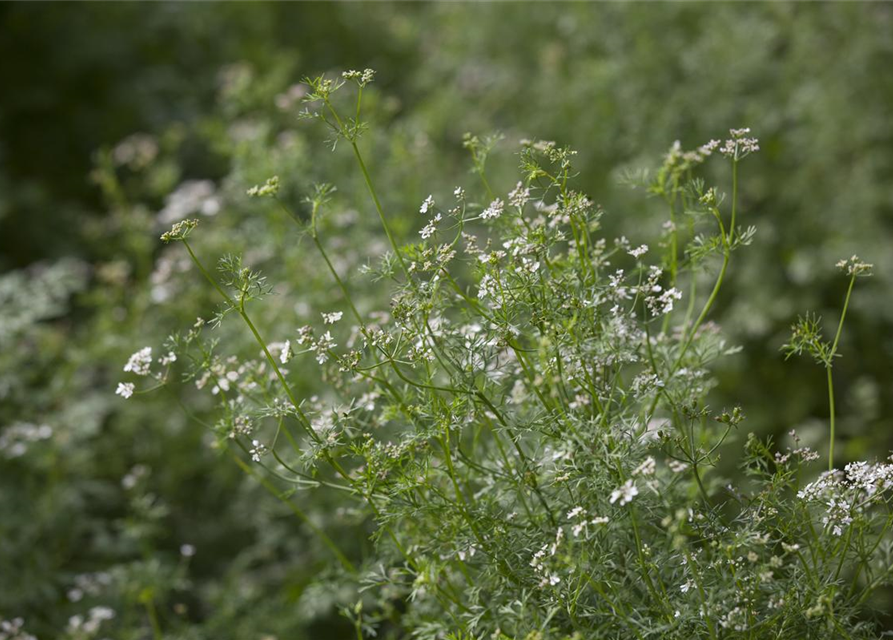 Coriandrum sativum Caribe