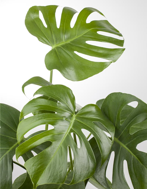 Monstera deliciosa