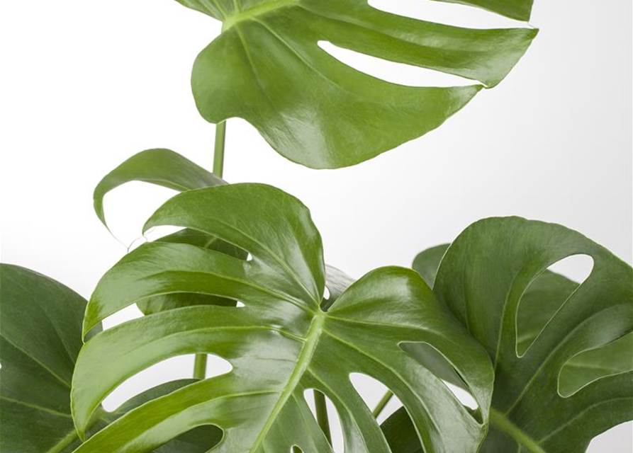 Monstera deliciosa