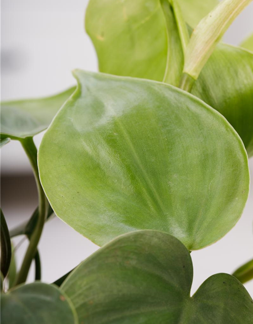 Philodendron scandens