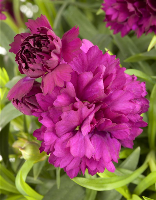 Dianthus caryophyllus