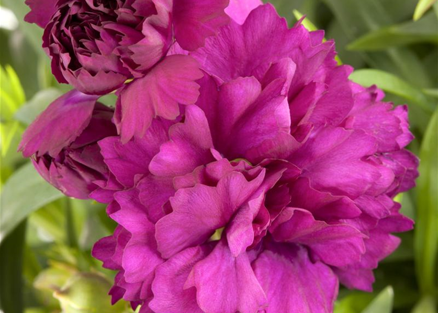 Dianthus caryophyllus