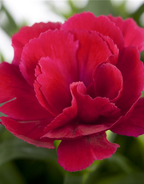 Dianthus Pillow