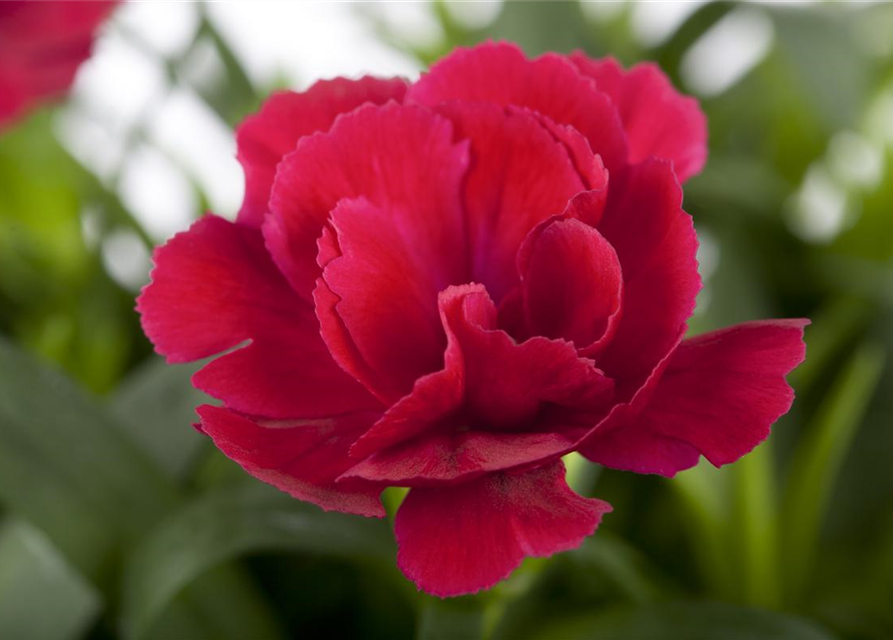 Dianthus Pillow