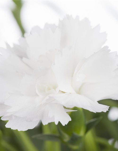 Dianthus caryophyllus