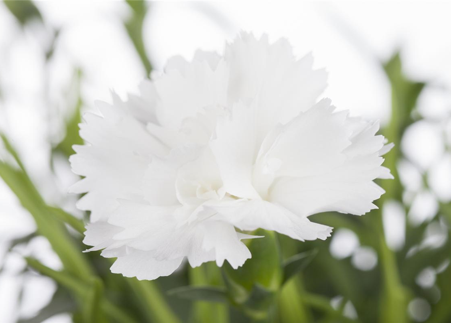 Dianthus caryophyllus