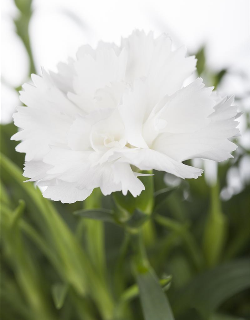 Dianthus caryophyllus