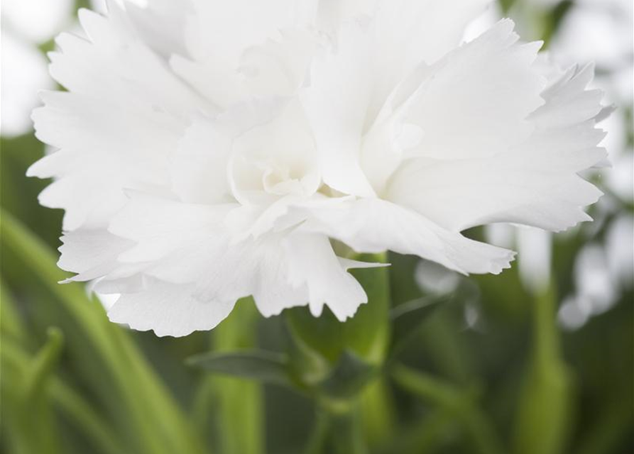 Dianthus caryophyllus