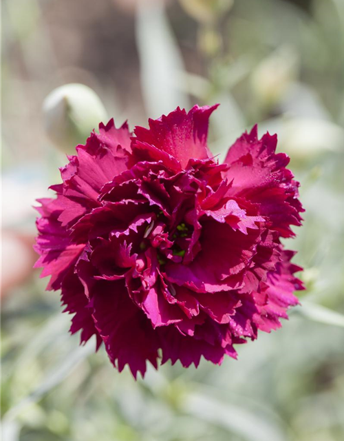 Dianthus caryophyllus