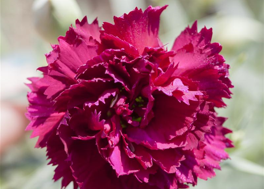 Dianthus caryophyllus