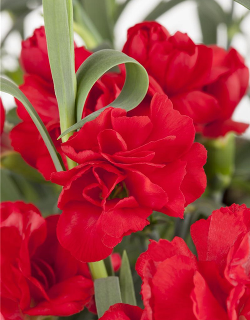 Dianthus caryophyllus