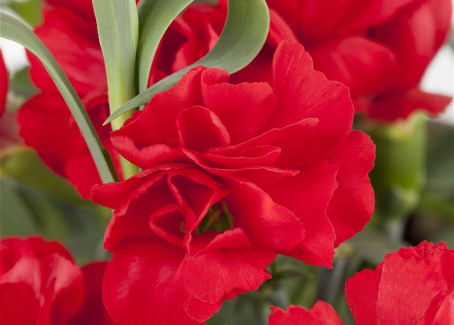 Dianthus caryophyllus