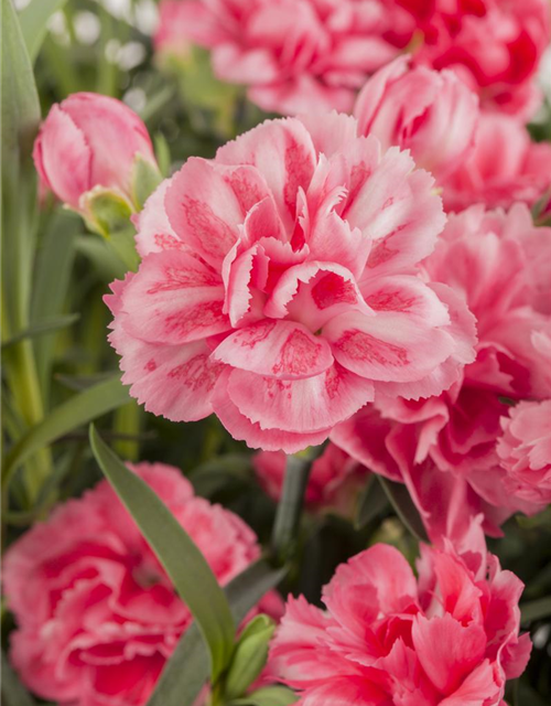 Dianthus caryophyllus