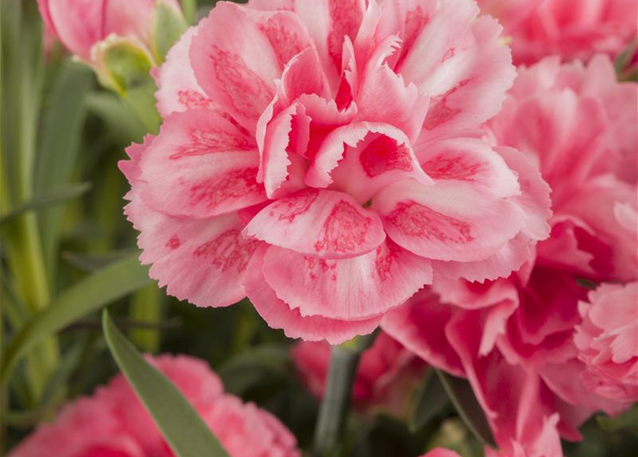 Dianthus caryophyllus