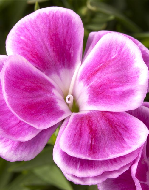 Dianthus caryophyllus