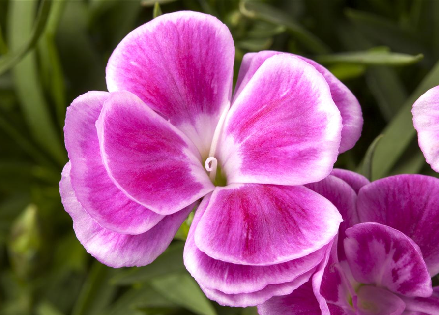 Dianthus caryophyllus