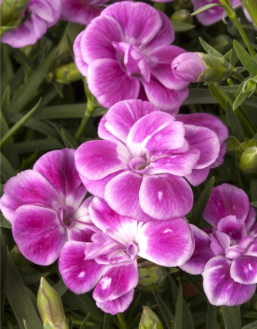 Dianthus caryophyllus