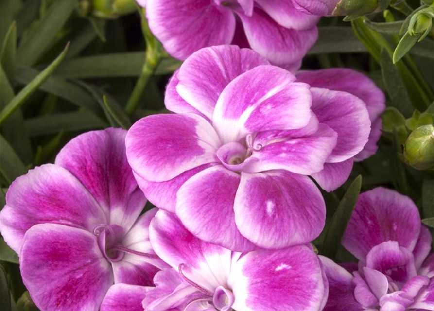 Dianthus caryophyllus