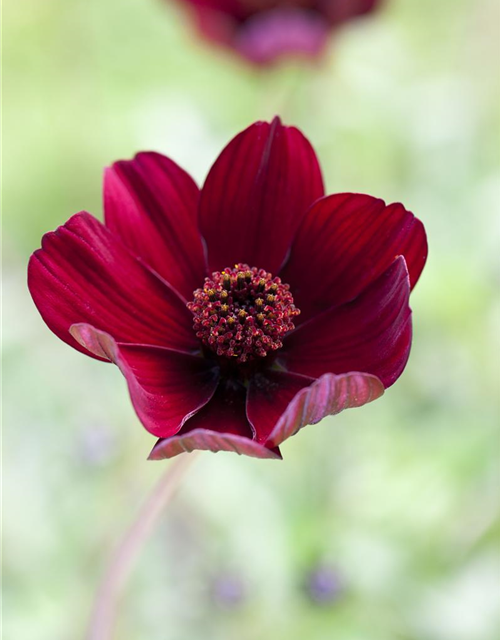 Cosmos atrosanguineus