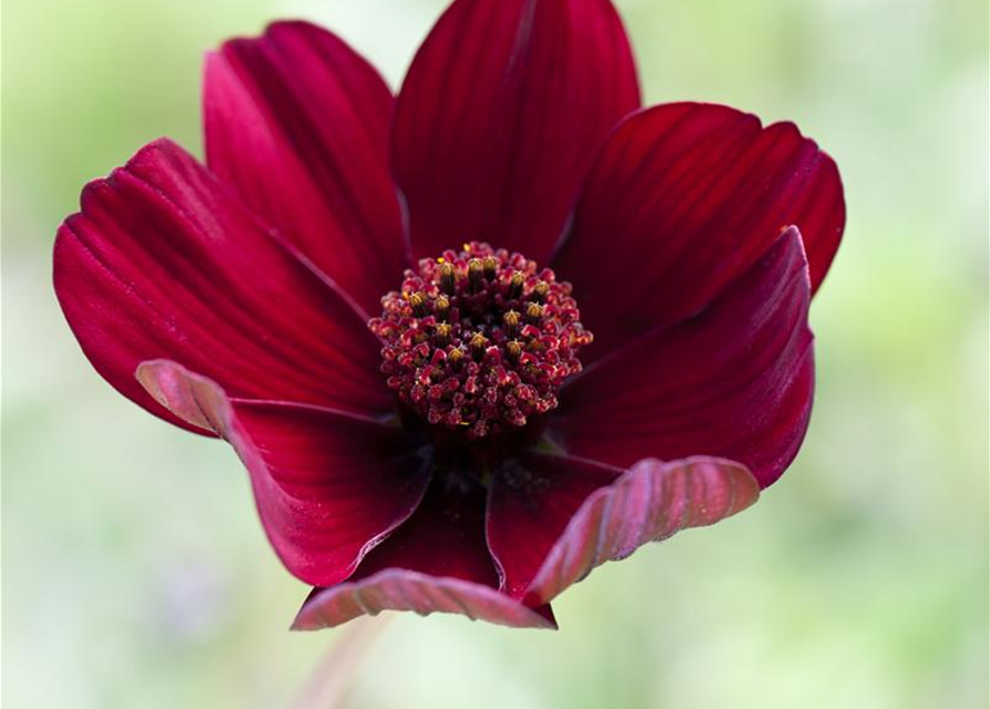 Cosmos atrosanguineus