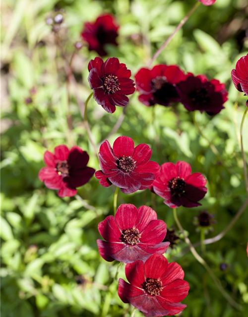 Cosmos atrosanguineus