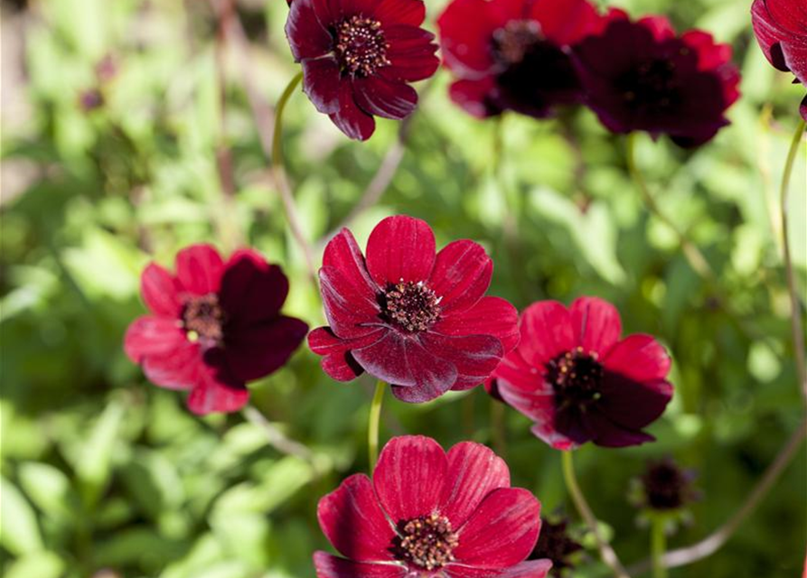 Cosmos atrosanguineus