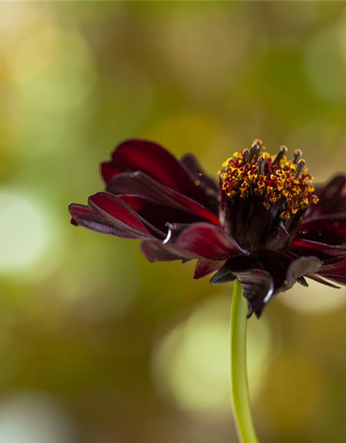 Cosmos atrosanguineus