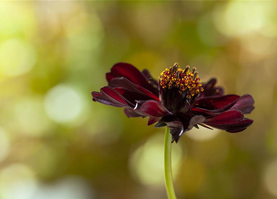 Cosmos atrosanguineus