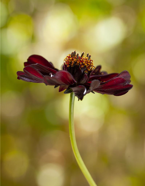 Cosmos atrosanguineus