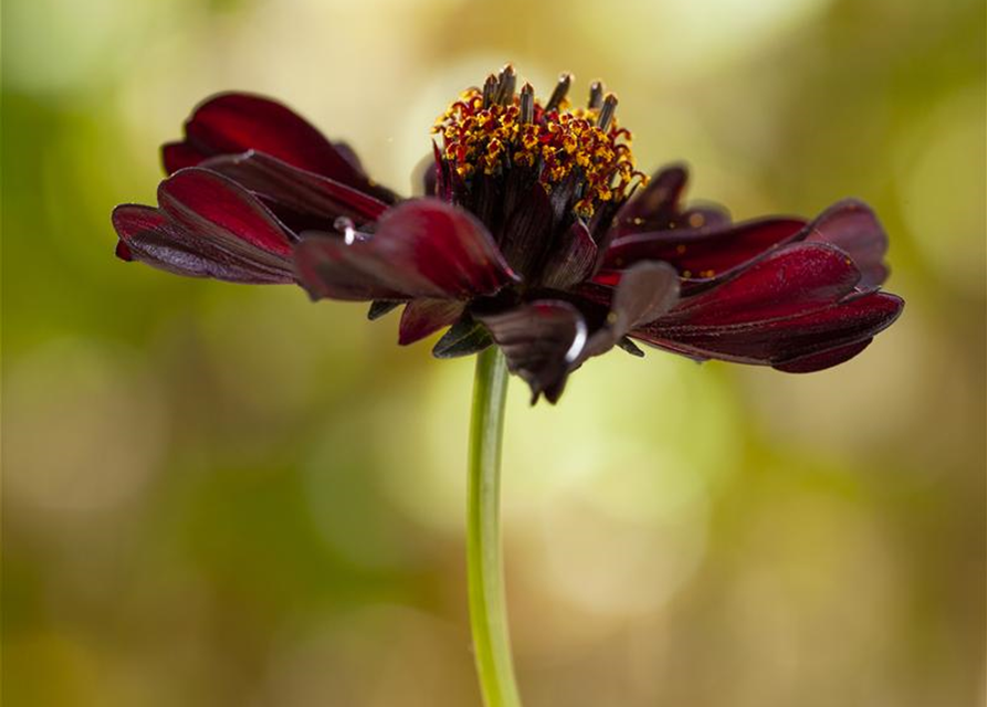 Cosmos atrosanguineus