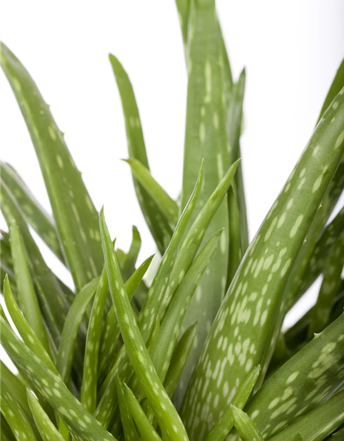 Aloe vera barbadensis Miller