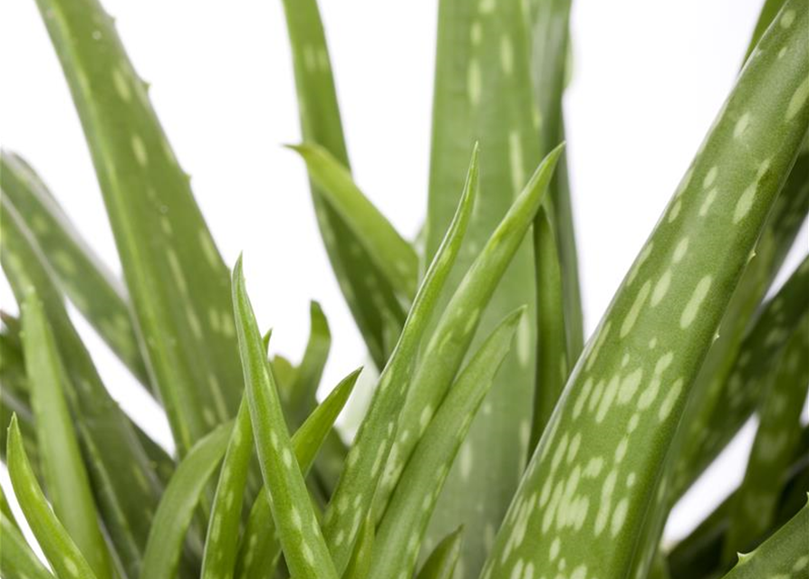 Aloe vera barbadensis Miller