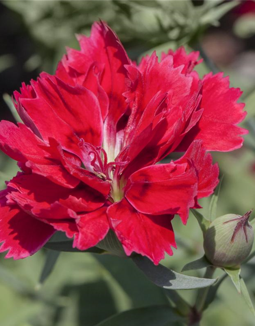 Dianthus chinensis