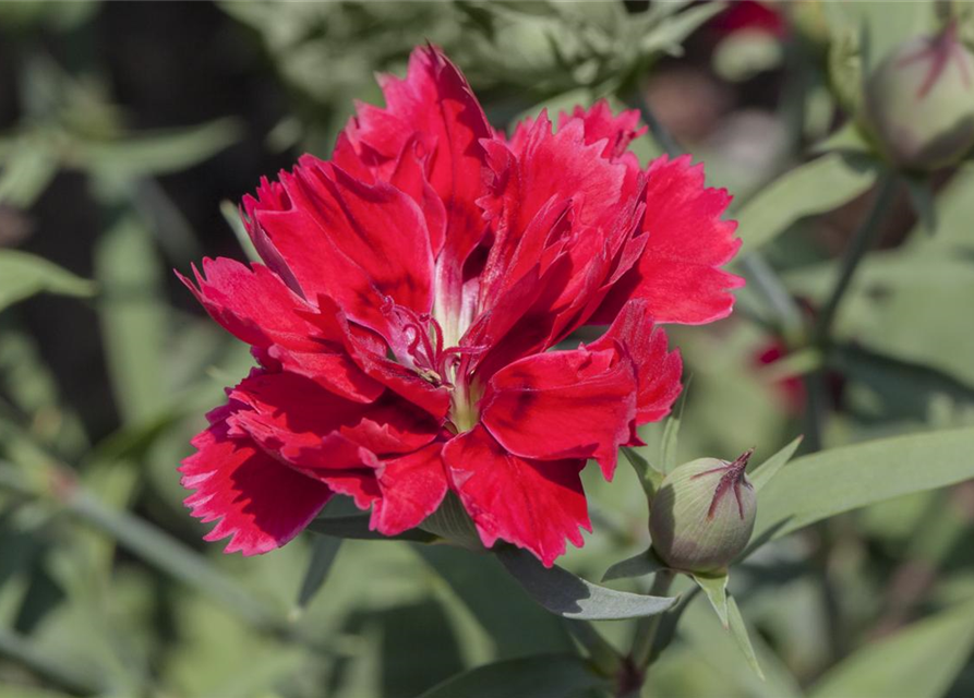 Dianthus chinensis