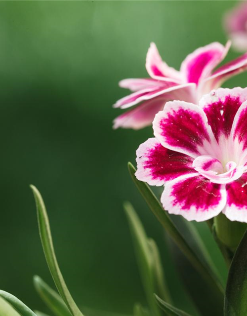 Dianthus chinensis