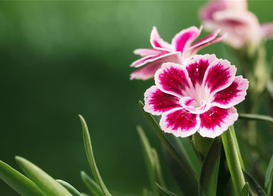 Dianthus chinensis