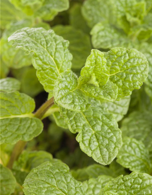 Mentha arvensis x spicata