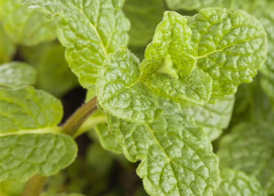 Mentha arvensis x spicata