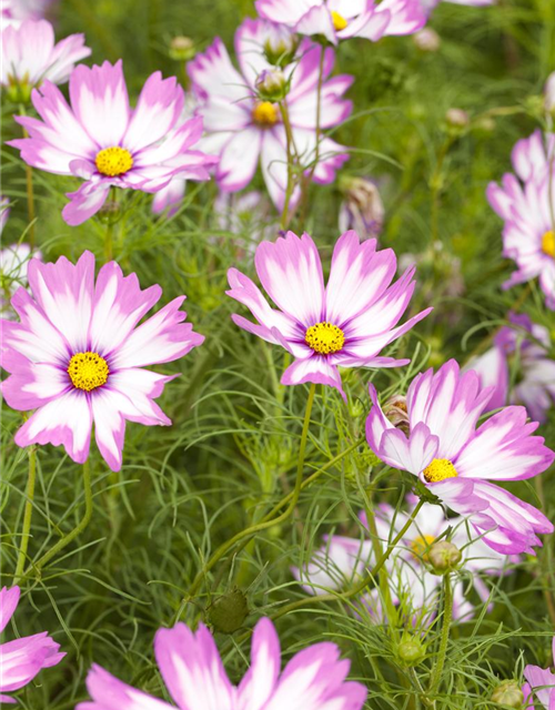 Cosmos bipinnatus