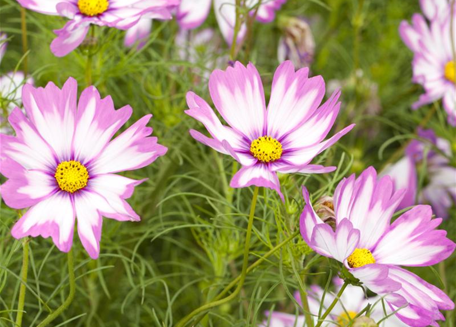 Cosmos bipinnatus