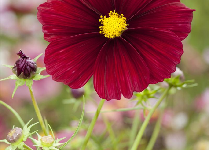 Cosmos bipinnatus