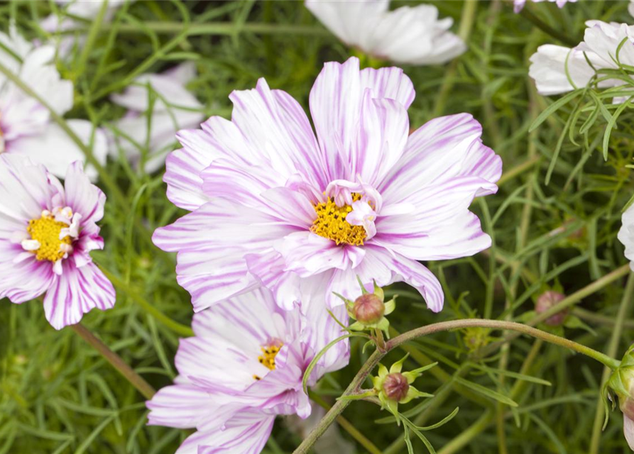 Cosmos bipinnatus