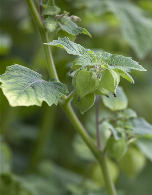 Physalis pruinosa