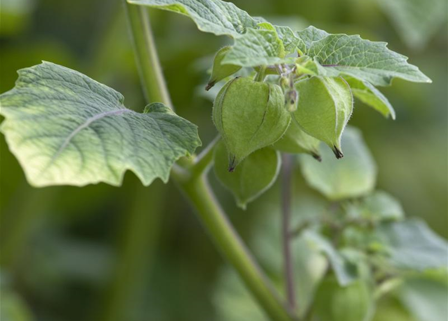 Physalis pruinosa