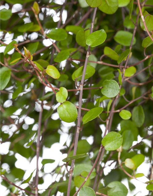 Muehlenbeckia complexa